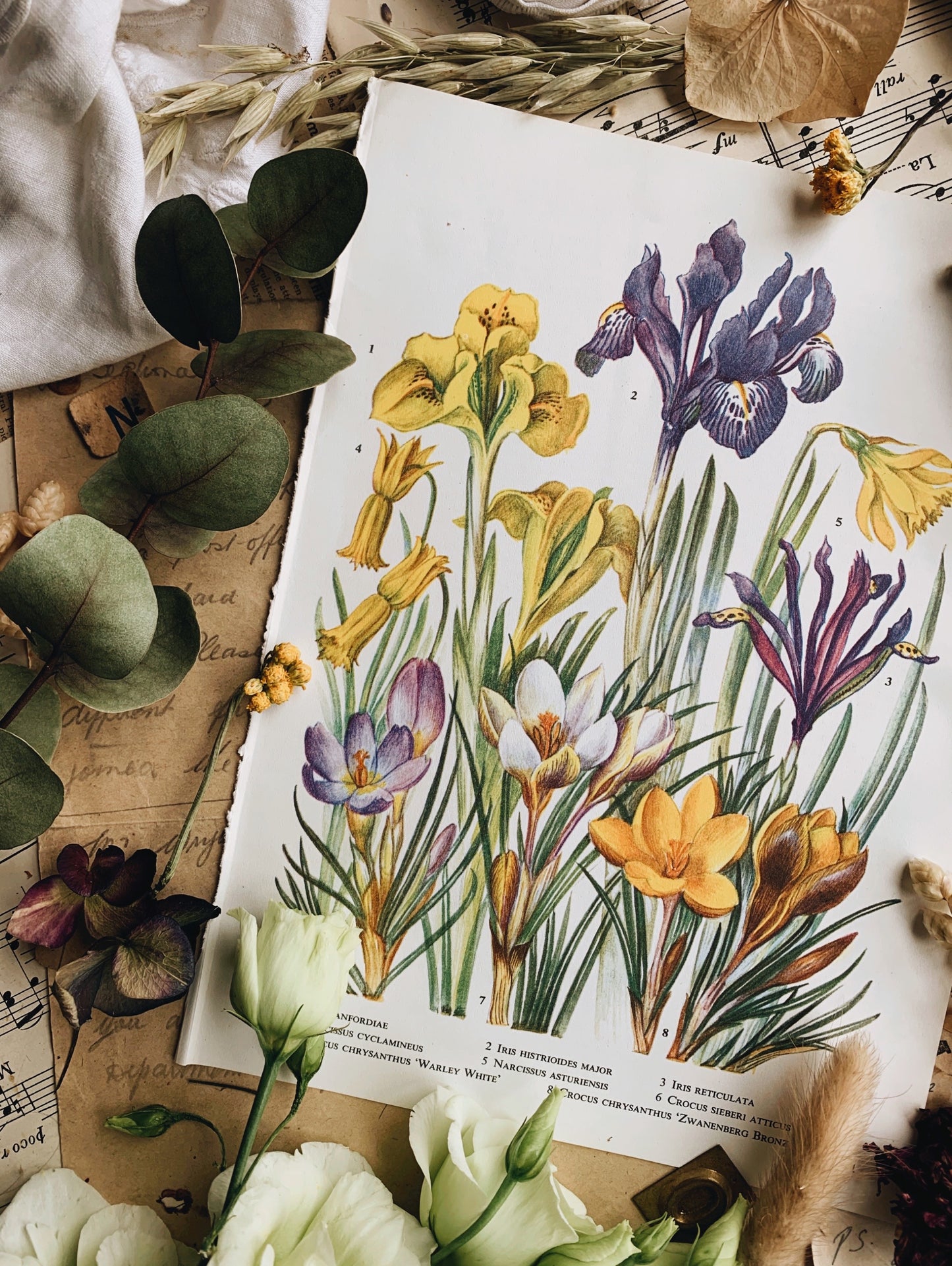 Vintage 1960’s Floral Bookplate ~ Iris