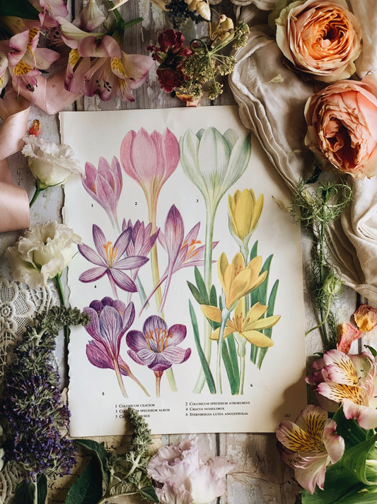 Vintage 1960’s Garden Flower Bookplate ~ crocus