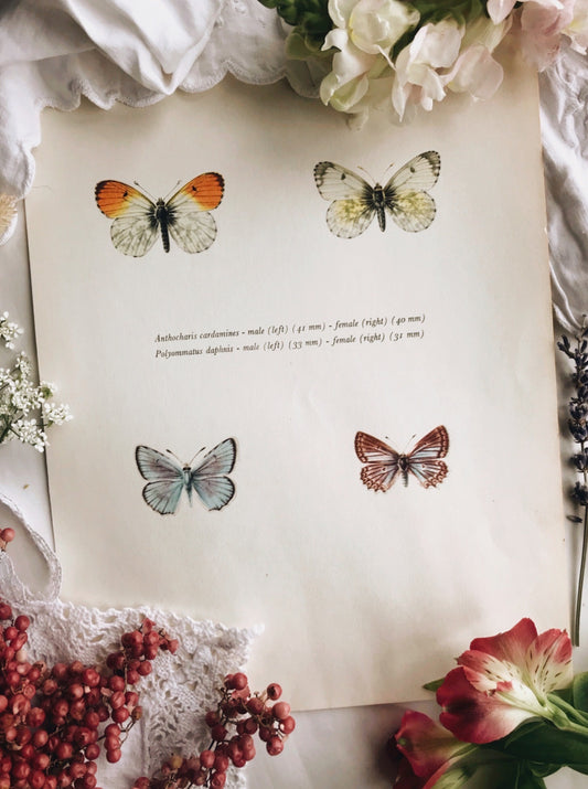 Antique Large Butterfies Illustration Bookplate