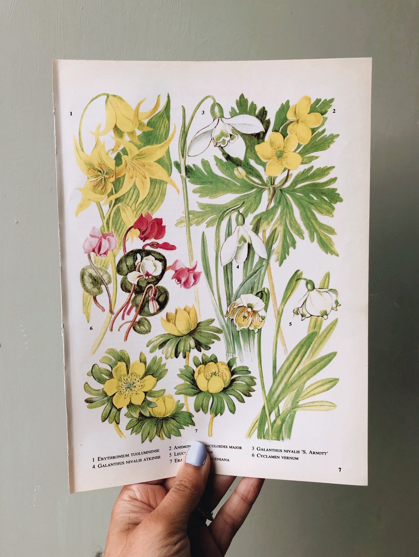 Vintage 1960s Oxford Garden Floral Bookplates - Stone & Sage 