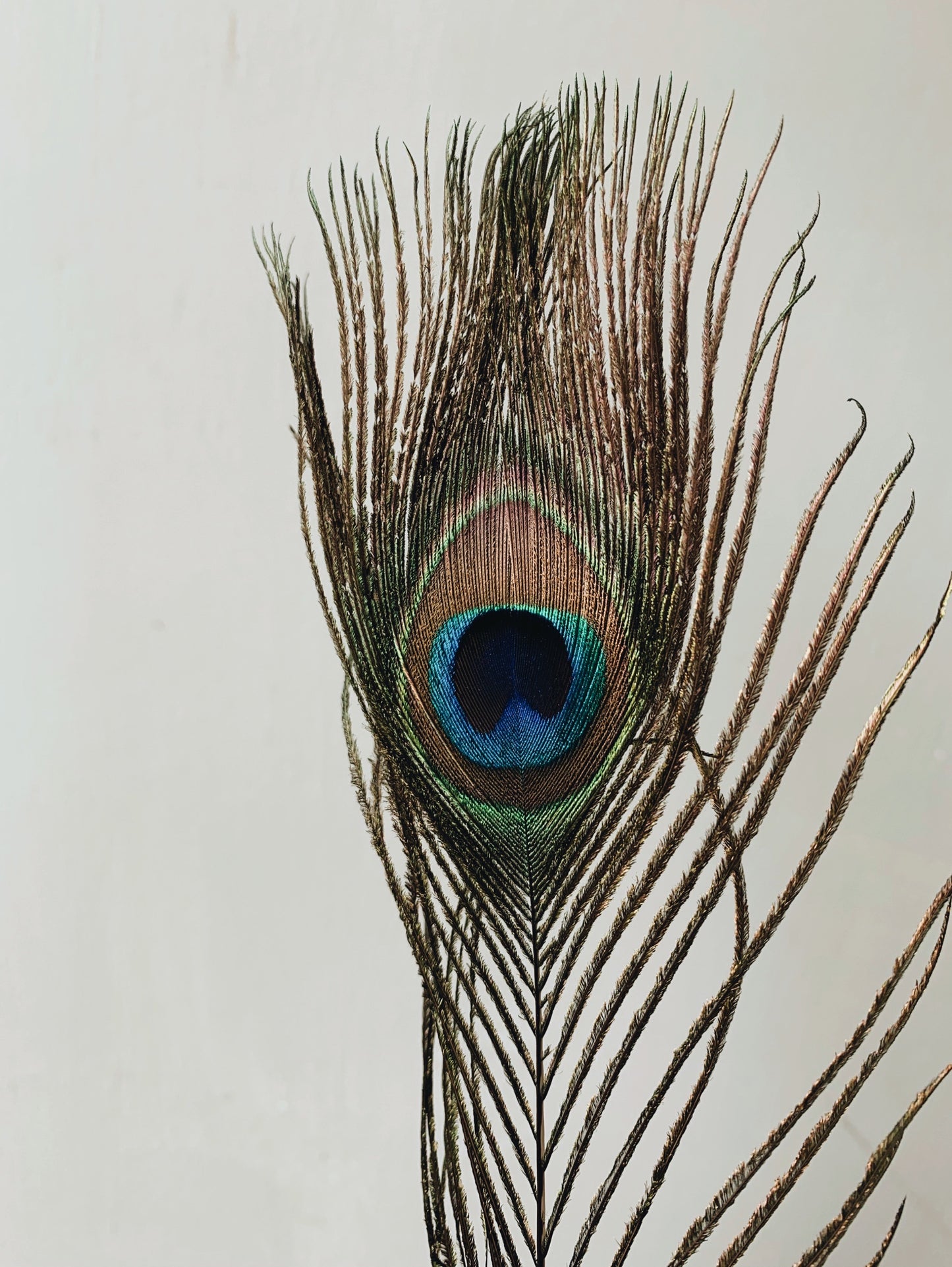 Peacock Feathers (sold separately)