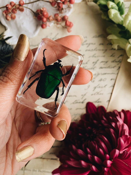 Vintage Taxidermy Insect / Bug / Beetle in Resin