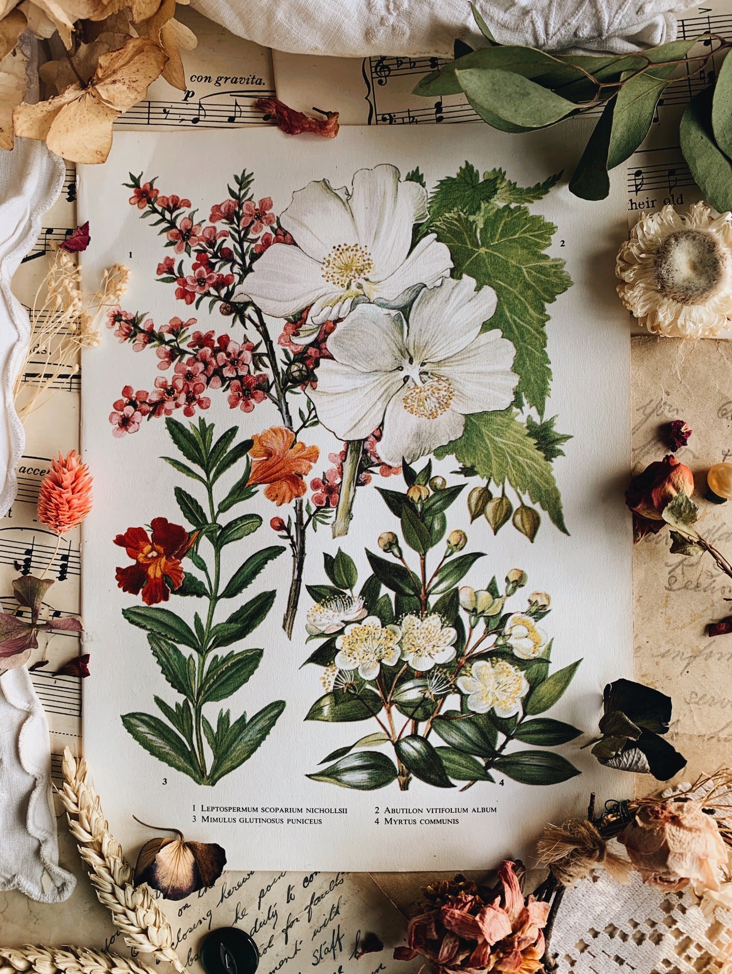 Vintage 1960’s Garden Floral Bookplate ~ abutilon vitifolium