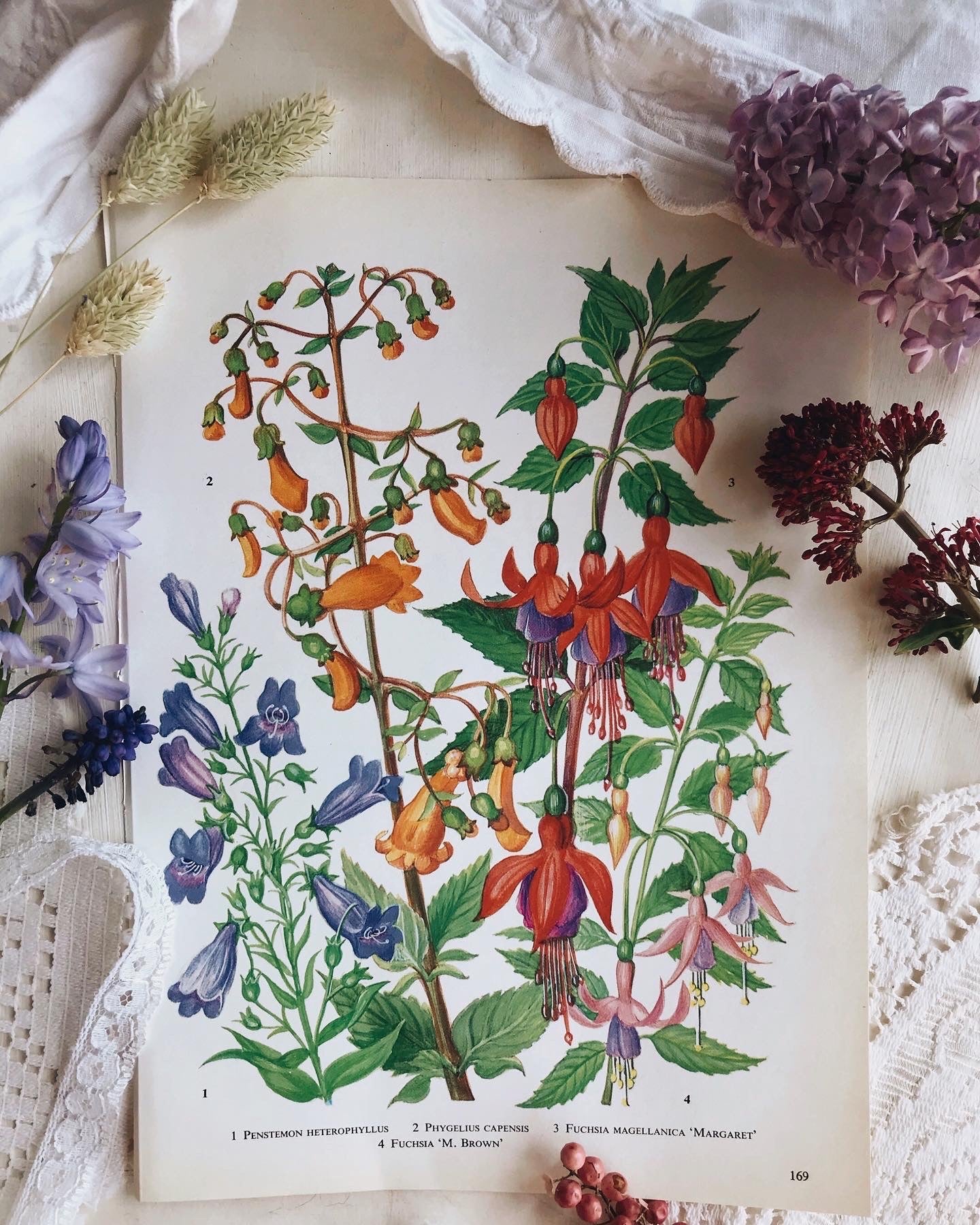 Vintage 1960s Oxford Garden Fuchsia Bookplate