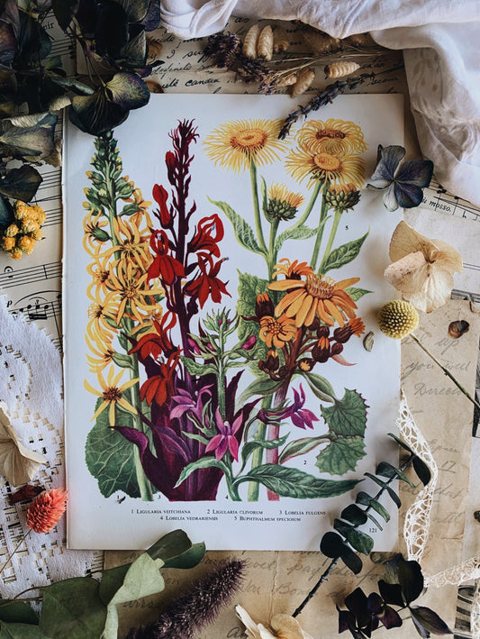 Vintage 1969’s Floral Bookplate ~ Lobella