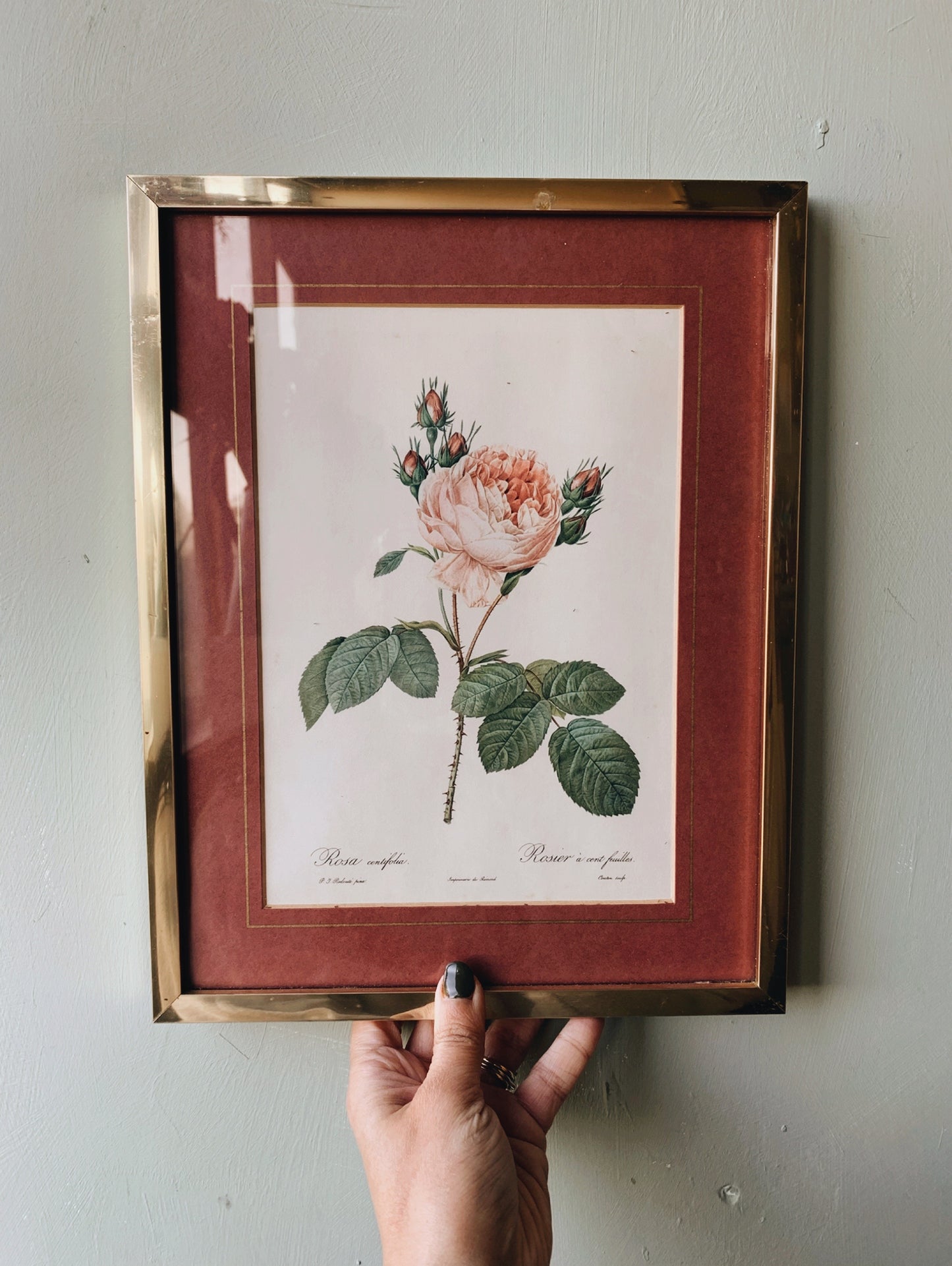Vintage Rosa Print Framed (UK SHIPPING ONLY)