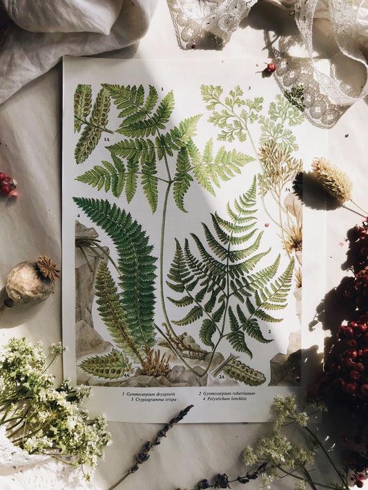 Vintage Ferns Bookplate