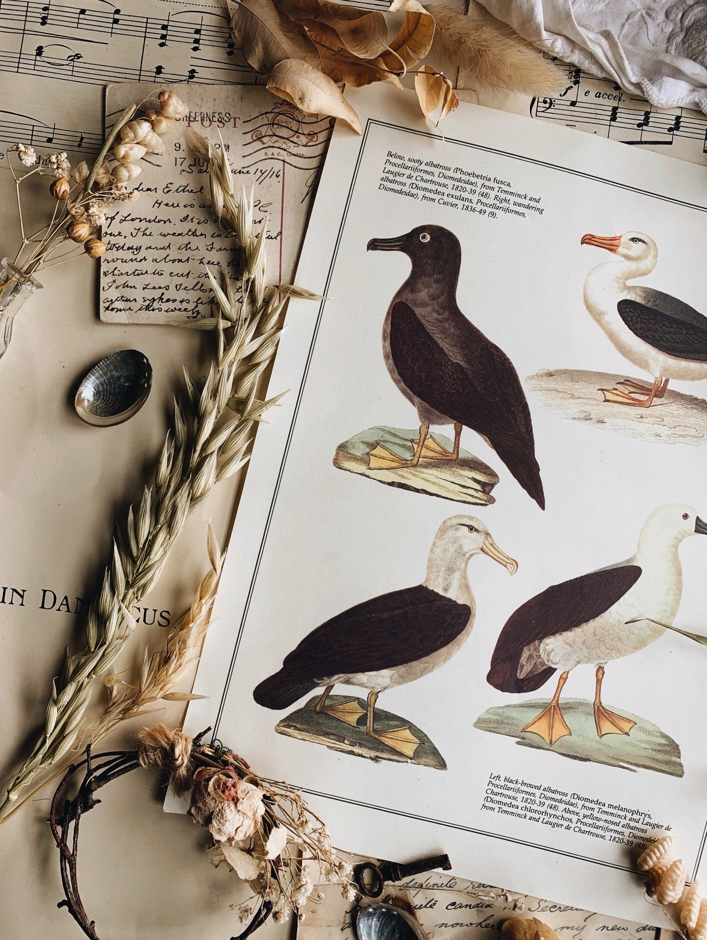 Vintage Albatross Bird Illustration