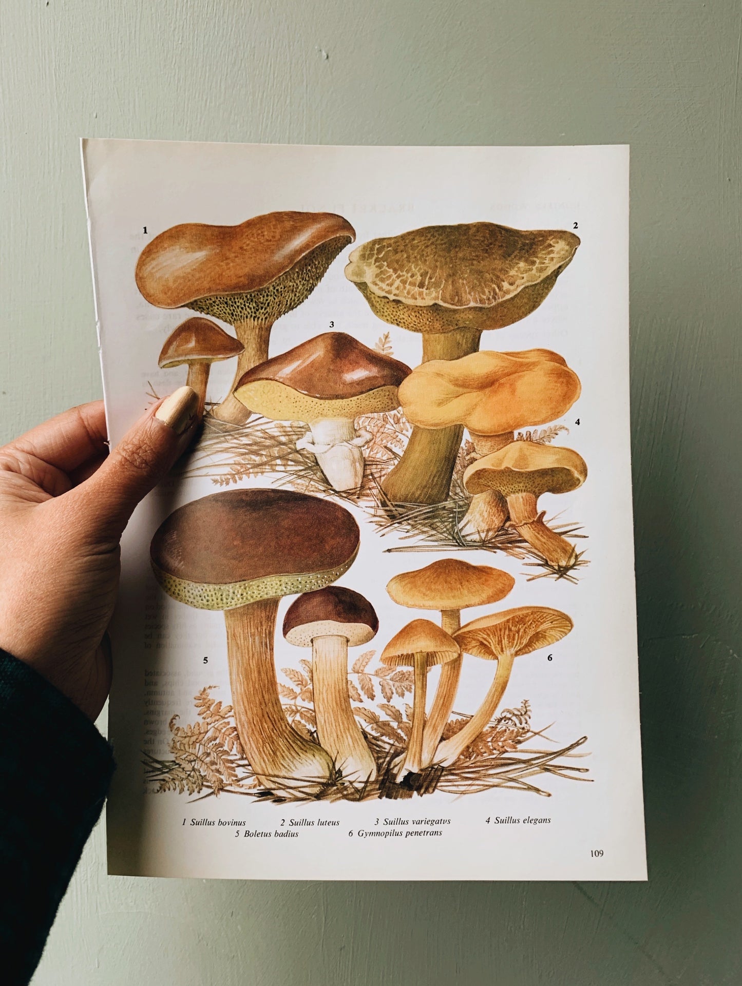 1960’S Fungi Bookplate 2