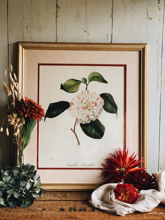 Large Vintage Camellia  Print Framed (UK SHIPPING ONLY)