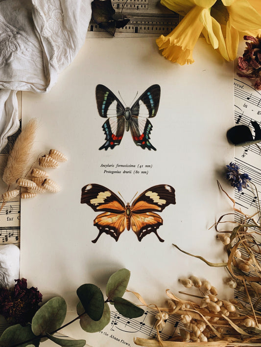 Vintage 1965 Lithograph Butterfly Print