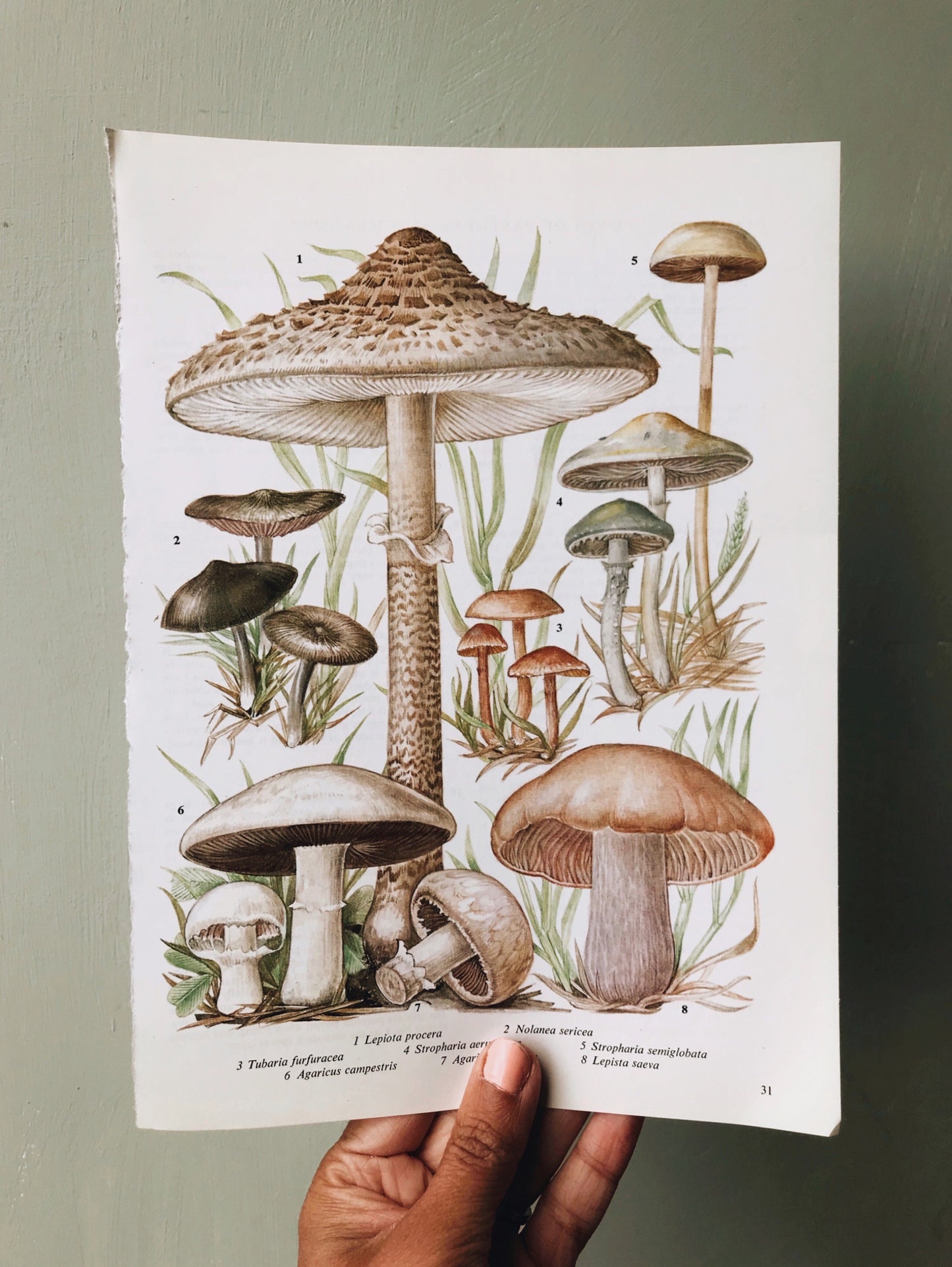 Vintage Mushroom Bookplate