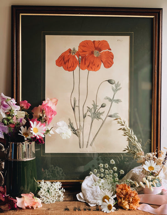 Vintage Papaver Caucasicum Poppy Print Framed (UK SHIPPING ONLY)