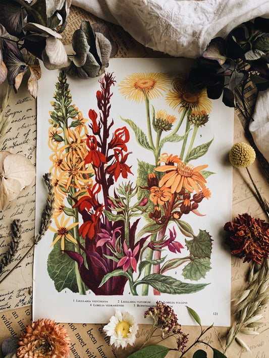 Vintage 1960’s Garden Flowers Bookplate ~ Lobella