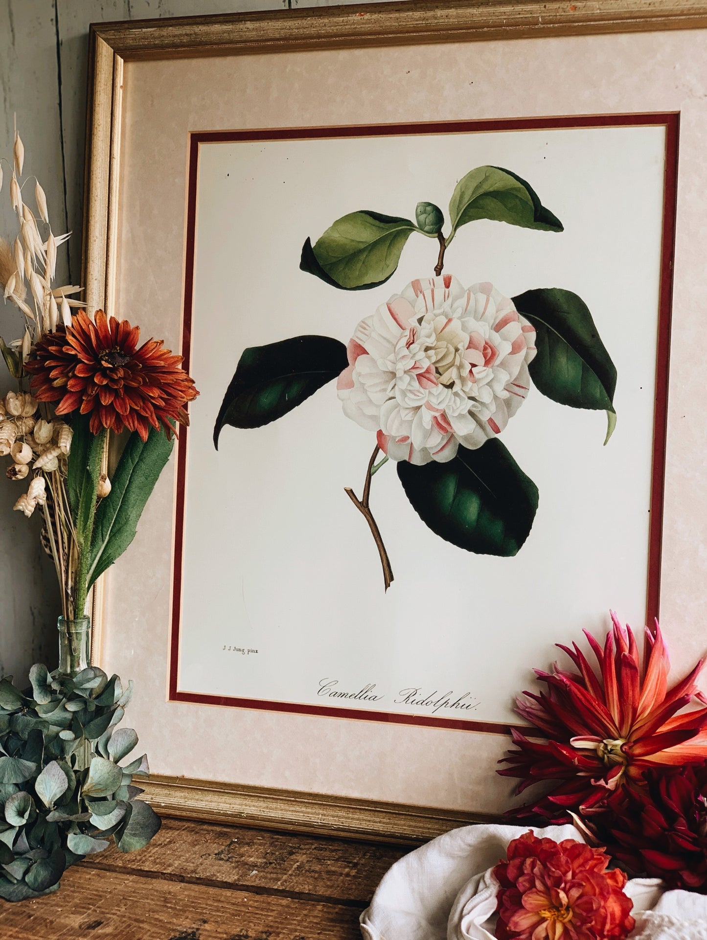 Large Vintage Camellia  Print Framed (UK SHIPPING ONLY)