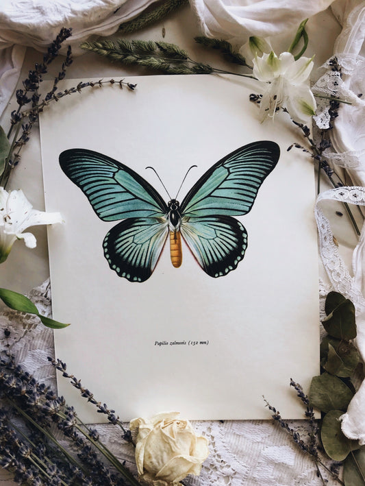 Vintage 1960’s Butterfly Print 1