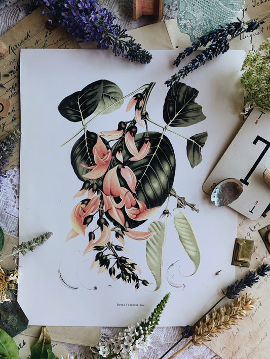 Vintage Style Botanic Print