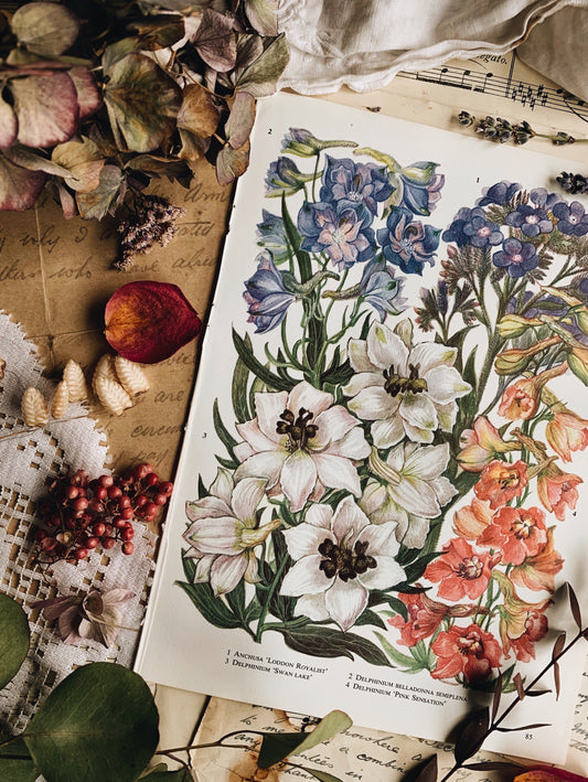 Vintage 1960’s Floral Bookplate ~ delphinium