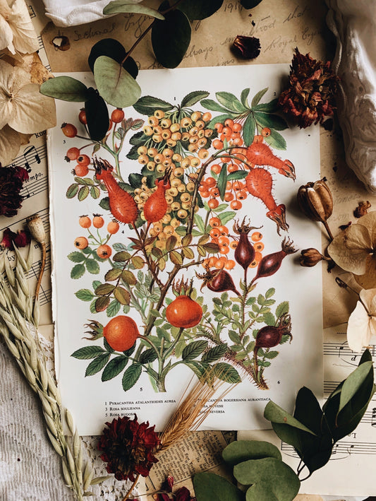 Vintage 1960’s Floral Bookplate ~ Rosa Buds and berries