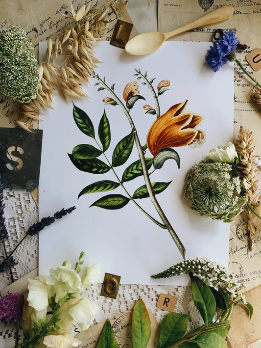 Vintage Style Botanic Print
