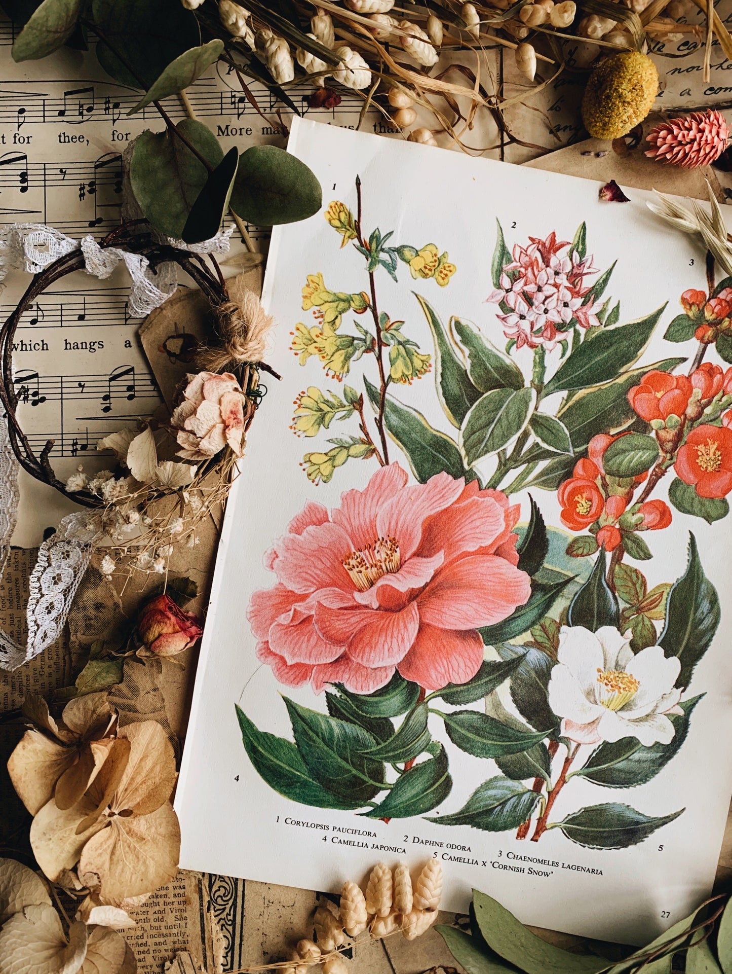 Vintage 1960’s Floral Bookplate ~ Camellia