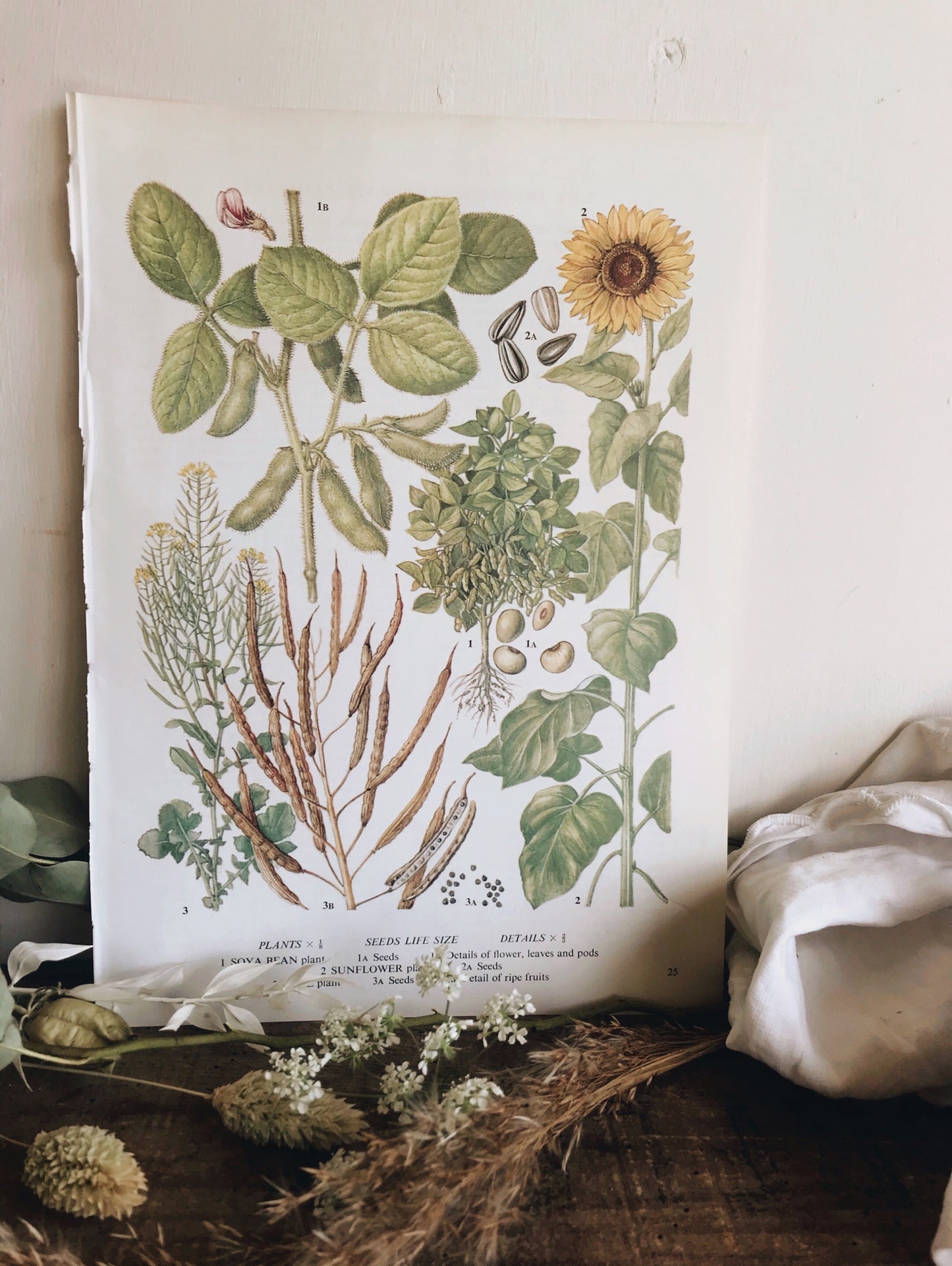 Vintage 1960’s Seeds & Sunflower Bookplate