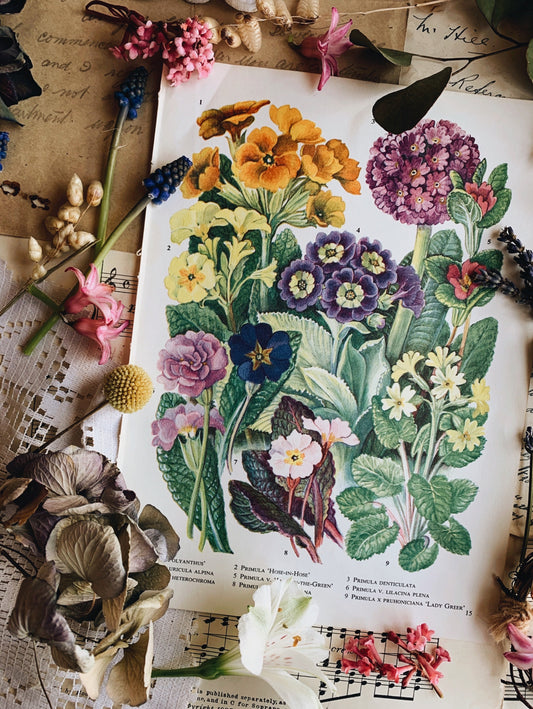 Vintage 1960’s Floral Bookplate ~ primula