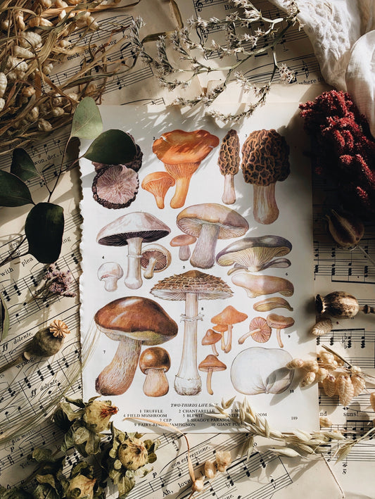 Vintage 1960’s Bookplate~ mushroom / truffle
