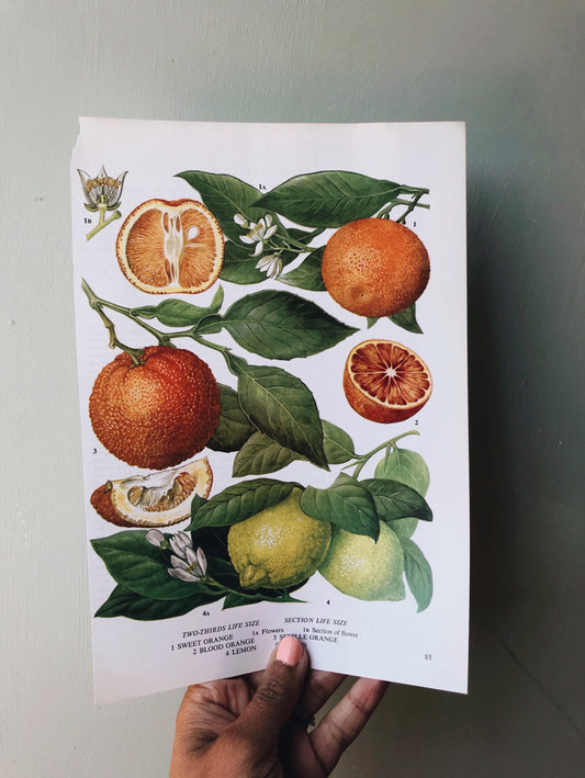 Vintage Grapefruit, Lime & Tangerine Bookplate