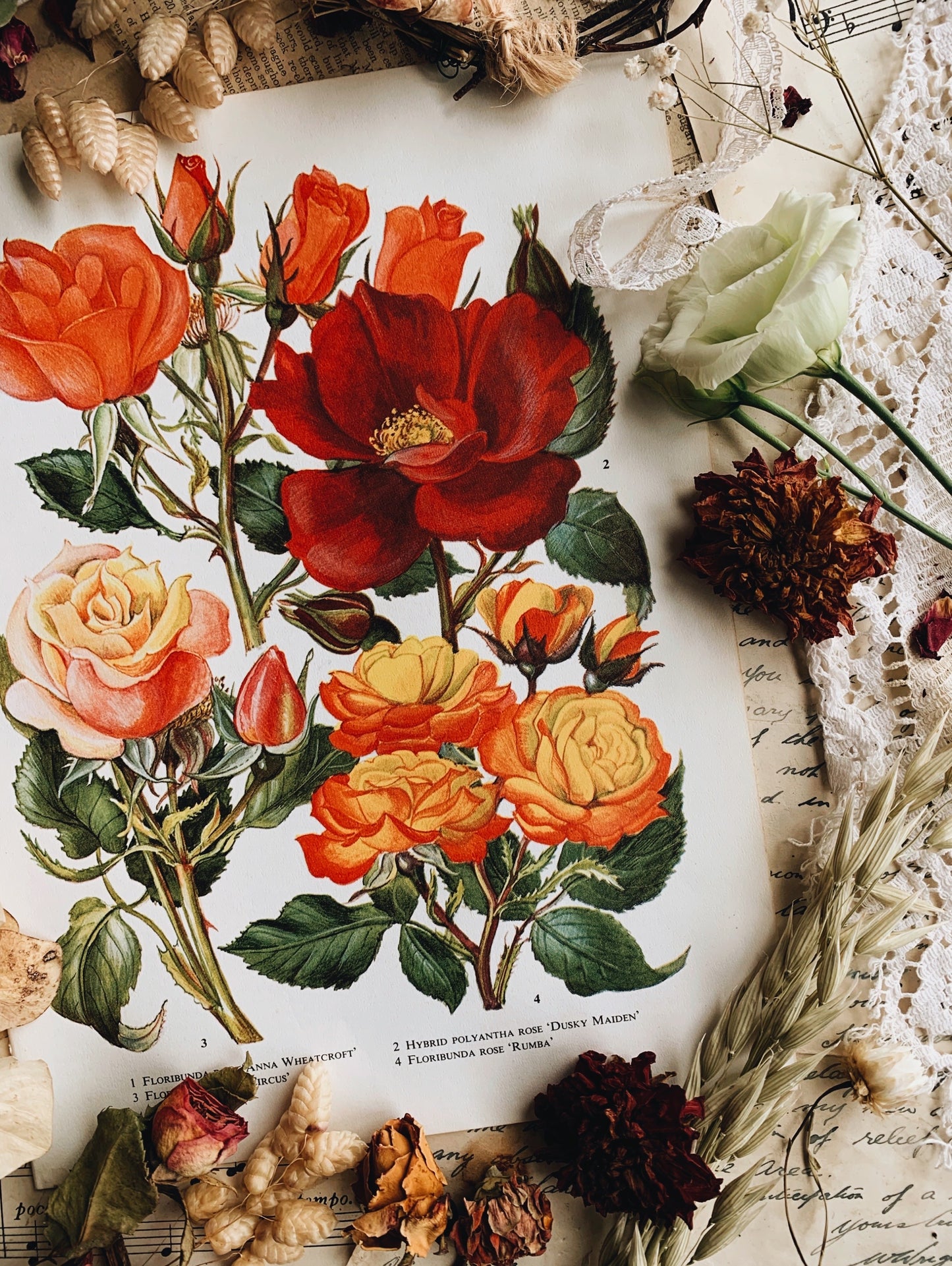 Vintage 1960’s Floral Bookplate ~ Rose