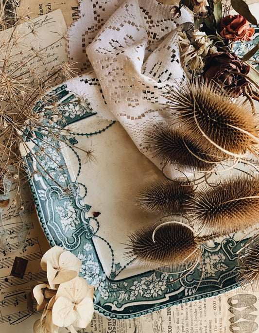 Dried Teasels
