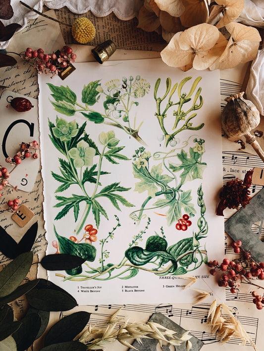 Vintage 1960’s Floral Bookplate ~ Mistletoe
