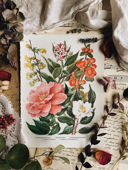 Vintage 1960’s Floral Bookplate ~ camellia