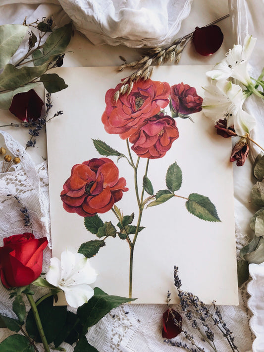 Vintage 1960’s Rose Botanical Print 2
