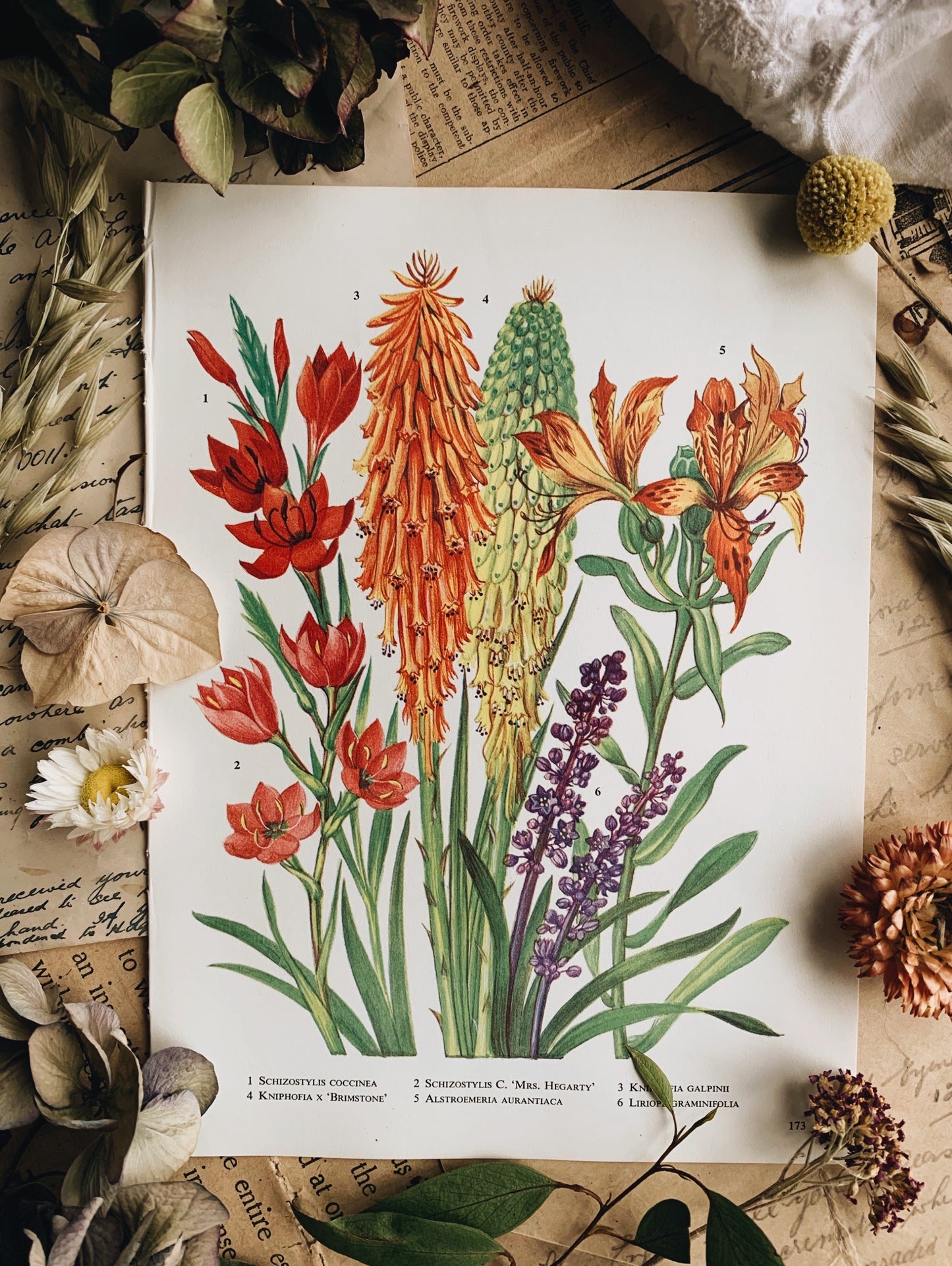 Vintage 1960’s Garden Flowers Bookplate ~ Mrs Hegarty
