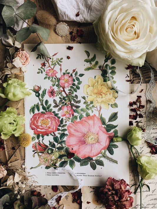 Vintage 1960’s Bookplate ~ Rose 1