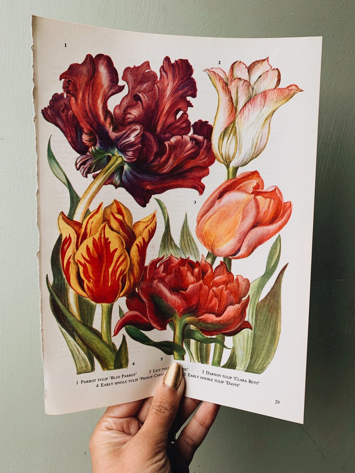 Vintage 1960’s Floral Bookplate ~ Tulips