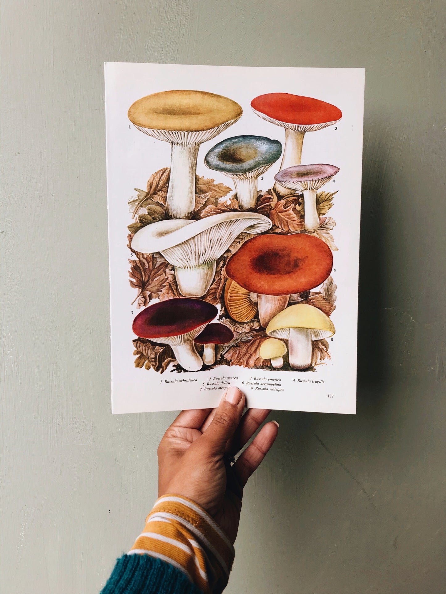 Vintage Kitsch Mushroom Bookplate