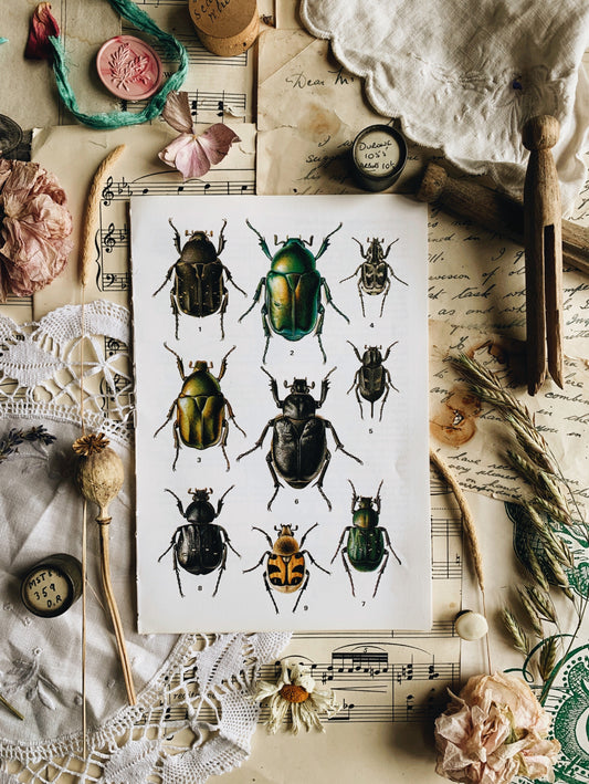 Six 1970’s Insect / Bug or Beetle Bookplates