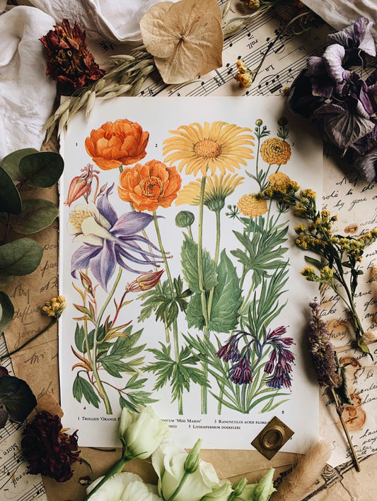 Vintage 1960’s Floral Bookplate ~ Miss Mason / Trollious