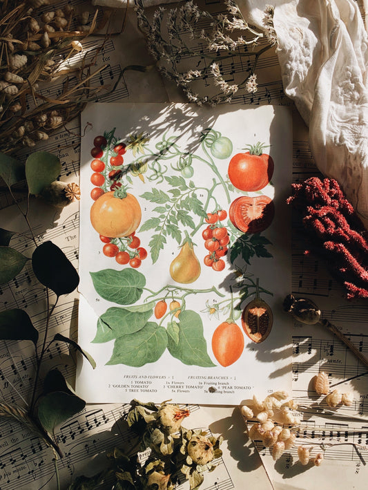 Vintage 1960’s Bookplate~ tomato variety