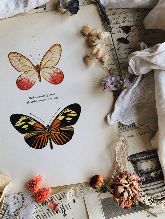 Vintage 1965 Lithograph Butterfly Print