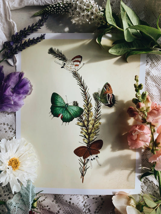 Vintage Style Butterfly Print