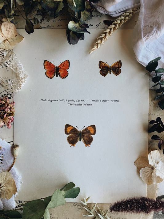 Vintage 1965 Lithograph Butterfly Print