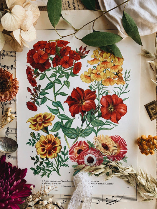 Vintage 1960’s Floral Garden Bookplate ~ Petunia