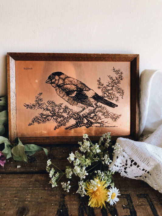 Vintage Bullfinch Copper Etching - Stone & Sage 