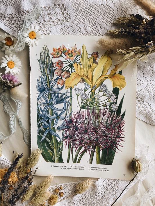 Vintage Allium 1960’s Bookplate