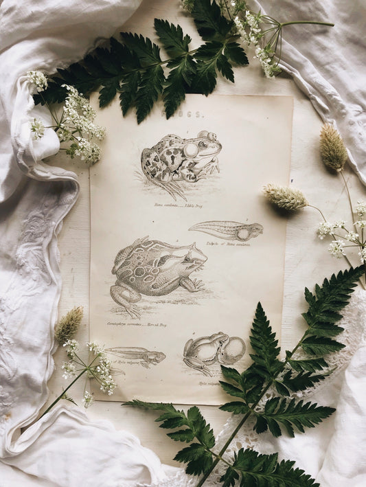 Antique Frog Bookplate