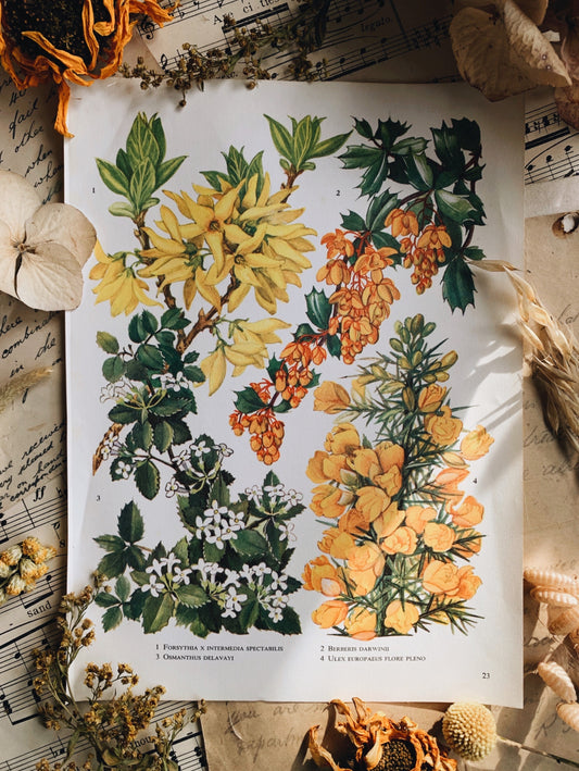 Vintage 1960’s Floral Bookplate ~ Berberis  Darwinii