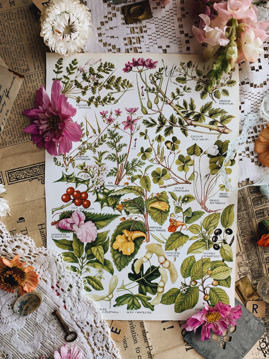 Vintage Floral Season Bookplate Illustrations